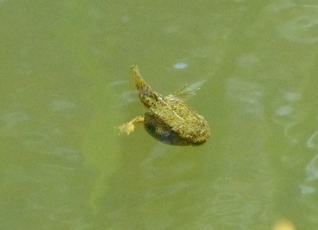 Girino di Rana toro o Pelobate fosco? di rana verde Pelophylax sp.